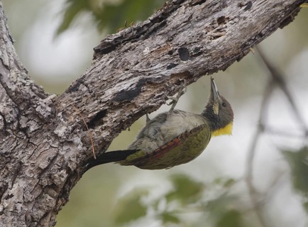 Greater Yellownape (Chrysophlegma flavinucha) male, Chaiyaphum, Thailand