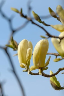 Magnolia × brooklynensis 'Woodsman' x 'Sundance', Otto Eisenhut Nursery, San Nazarro, Ticino,