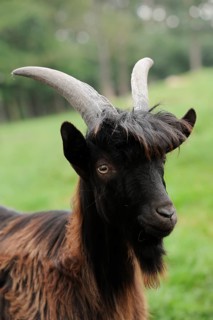 Walliser black-necked goat (Capra aegagrus f. hircus) or Vallesana goat female, Lower Saxony,