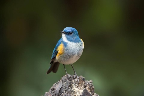 Himalayan Bluetail (Tarsiger rufilatus) male, Yunnan, China