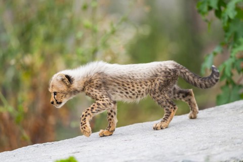 Cheetah (Acinonyx jubatus) youngster walking on a rock, captive, occurrence Africa