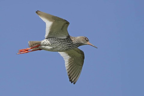Common Redshank (Tringa totanus) flying, Varanger, Norway