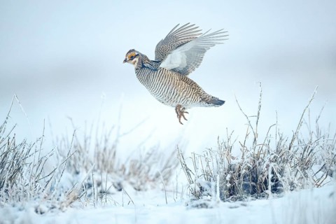Lesser Prairie Chicken (Tympanuchus pallidicinctus) im Flug, Kansas, USA