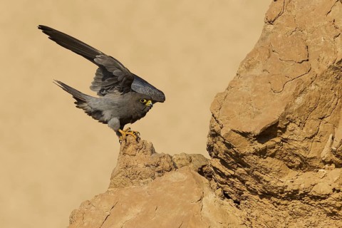 Sooty Falcon (Falco concolor), Eilat, Israel
