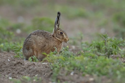 European brown hare (Lepus europaeus) adult animal eating a plant in a farmland field in summer,