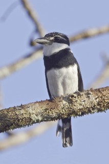 Pied Puffbird (Notharchus tectus), Ecuador