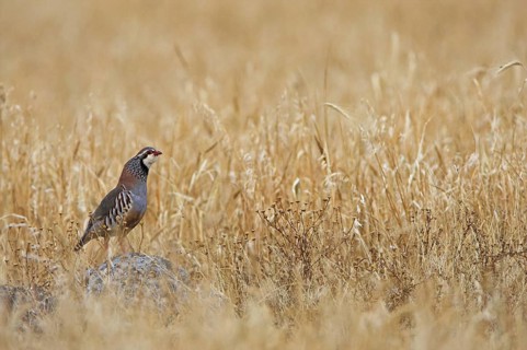 Red-legged Partridge (Alectoris rufa), Extremadura, Spain