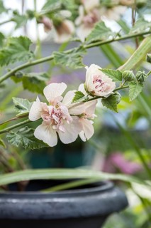 Bastard mallow (× Alcalthaea suffrutescens 'Parkallee')