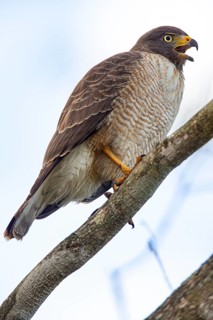Roadside hawk (Buteo magnirostris) Pantanal Brazil