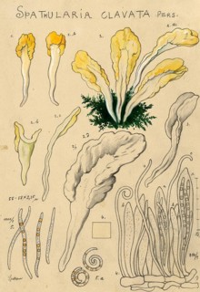 Mushroom, fungi, yellow earth tongue, yellow spatula mushroom, Spathularia clavata, authentic