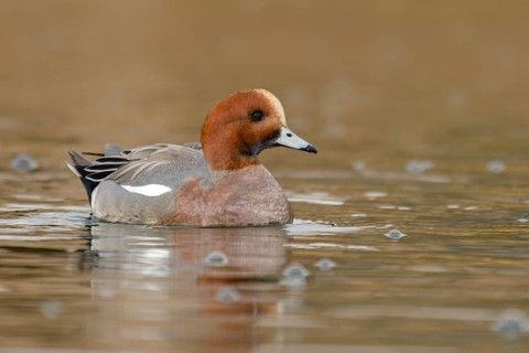 Eurasian Wigeon (Mareca penelope) male, Arizona, USA