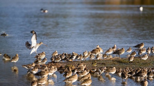 Eurasian Curlew, Numenius arquata, birds on marshes