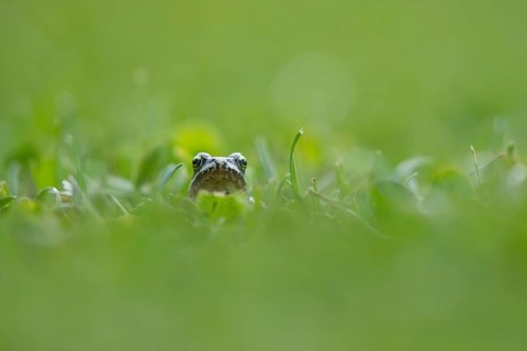 Common frog (Rana temporaria) juvenile amphibian froglet on a garden grass lawn in summer, Suffolk,