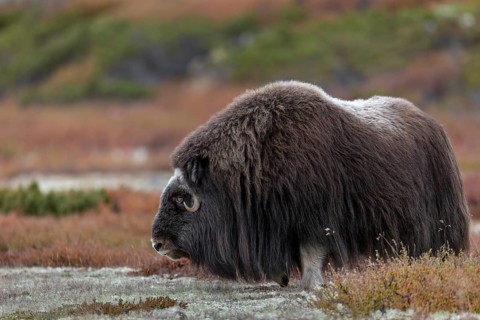 A musk ox cow (Ovibos moschatus) foraging in the autumn tundra, autumn, autumn landscape, Ruska,