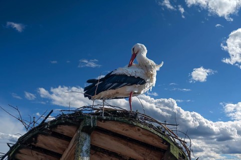 White stork (Ciconia ciconia) in the nest, cloudy sky, Lauf an der Pegnitz, Middle Franconia,