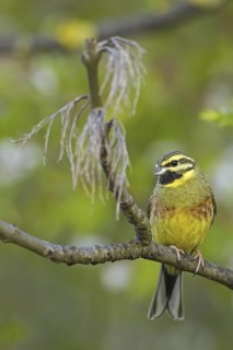 Cirl Bunting (Emberiza cirlus) male, Rhineland-Palatinate, Germany