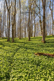 Wild garlic (Allium ursinum) with green leaves in a grove of trees with budding trees a sunny