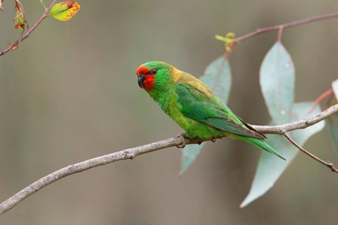 Little Lorikeet (Parvipsitta pusilla), Victoria, Australia