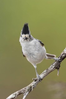 Black-crested Titmouse (Baeolophus atricristatus), Texas, USA
