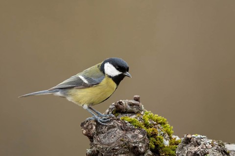 Great Tit (Parus major), Smaland, Sweden