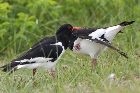 Eurasian Oystercatcher (Haematopus ostralegus), Schleswig-Holstein, Germany