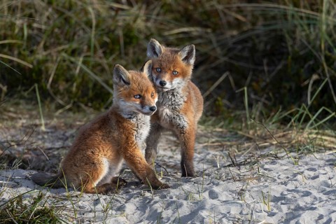 While observing these three red fox cubs (Vulpes vulpes), I noticed that none of the young foxes