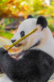 A Giant Panda, ailuropoda melanoleuca, leans against a rock and eats bamboo