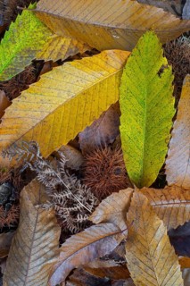 Sweet chestnut (Castanea sativa) close-up of fallen spiny cupules and yellow and brown leaves in