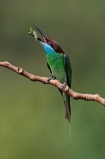 Blue-throated Bee-eater (Merops viridis) perched on a branch with insect prey, Malaysia