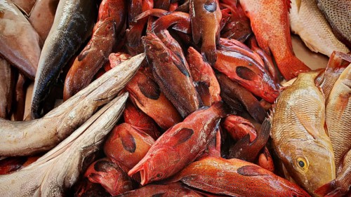 Close-up view, various fish in shades of red and brown placed close together at a market, Mindelo