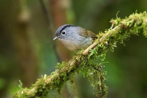 Mountain Fulvetta (Alcippe peracensis) perched on a branch, Bidoup National Park, Vietnam