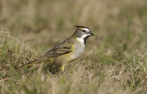 Yellow Cardinal (Gubernatrix cristata) female, Corrientes, Argentina