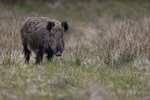The wild boar (Sus scrofa) has visibly calmed down and looks relaxed, Denmark