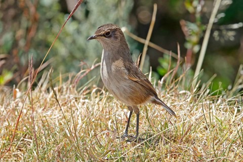 Moorland Chat (Pinarochroa sordida), Mount Aberdare, Kenya
