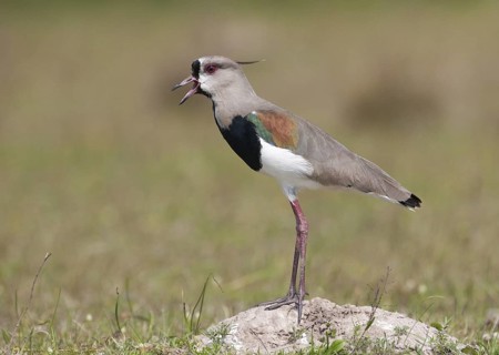 Southern Lapwing (Vanellus chilensis) calling, Corrientes, Argentina