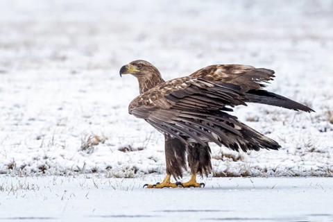White-tailed Eagle (Haliaeetus albicilla) juvenile, Poland