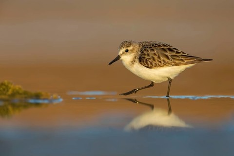 Little Stint (Calidris minuta), Fuerteventura, Spain