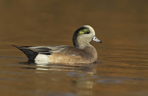 American Wigeon (Mareca americana) male, British Columbia, Canada