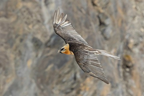 Bearded vulture, lammergeier, (Gypaetus barbatus), (Gypaetus barbatus meridionalis), flight photo,