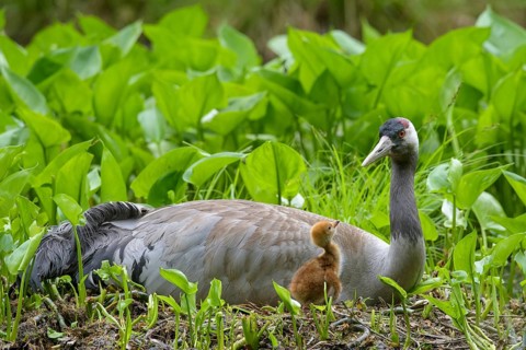 Crane (gurs grus) in nest with chicks, Feldberger Seenlandschaft, Mecklenburg-Vorpommern, Germany