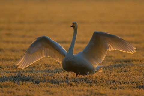 Whooper Swan (Cygnus cygnus) flapping, North Rhine-Westphalia, Germany
