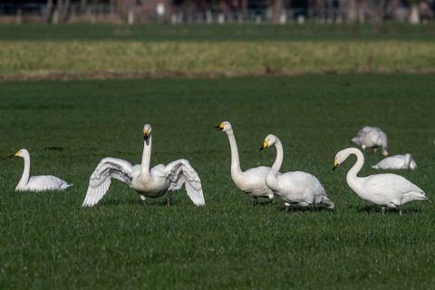 Whooper swans (Cygnus cygnus), Emsland, Lower Saxony, Germany