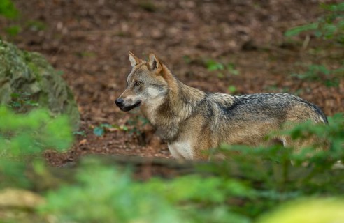 Wolf (Canis lupus) standing in the forest and looking attentively, captive, Bavarian Forest