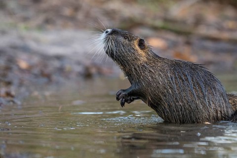Nutria (Myocastor coypus) in a body of water, Osnabrück, Lower Saxony, Germany