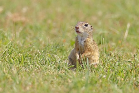 European ground squirrel (Spermophilus citellus) in a meadow, Burgenland Austria