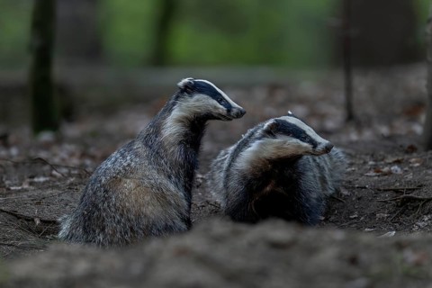 A pair of badgers (Meles meles) grooming each other at the roof castle, fun, joie de vivre,