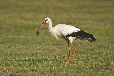 White Stork (Ciconia ciconia) eating a mouse, Bavaria, Germany