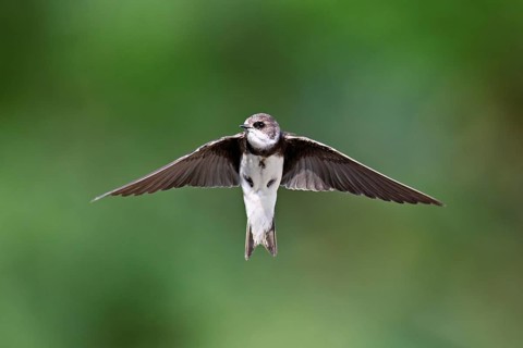 Sand martin (Riparia riparia), in flight, Reussegg nature reserve, Canton Aargau, Switzerland
