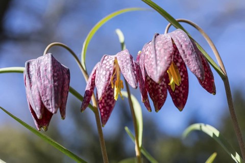 Snake's Head Fritillary (Fritillaria meleagris) in bloom, Dresden, Saxony, Germany