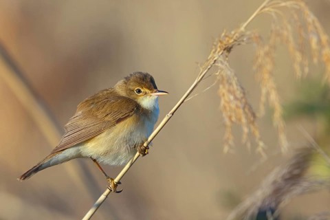 Reed Warbler, subspecies scirpaceus, (Acrocephalus scirpaceus scirpaceus), (Acrocephalus